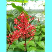 Conservatory 004.jpg